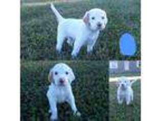 English Setter Puppy for sale in Avoca, MI, USA