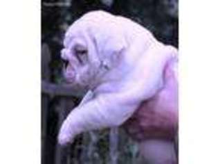 Bulldog Puppy for sale in Marcus Hook, PA, USA
