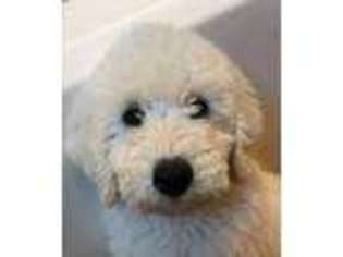 Labradoodle Puppy for sale in Santa Rosa, CA, USA