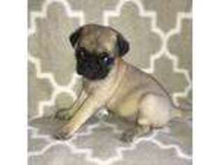 Pug Puppy for sale in Dixon Springs, TN, USA