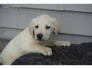 Labrador Retriever Puppy for sale in New Haven, IN, USA