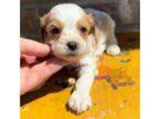 Cavapoo Puppy for sale in Redding, CA, USA