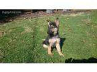 German Shepherd Dog Puppy for sale in Shreve, OH, USA