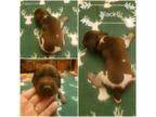German Shorthaired Pointer Puppy for sale in Roanoke, VA, USA