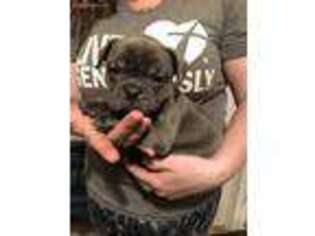 French Bulldog Puppy for sale in Godley, TX, USA