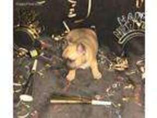 French Bulldog Puppy for sale in Anza, CA, USA