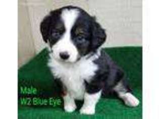 Miniature Australian Shepherd Puppy for sale in Jacksonville, TX, USA