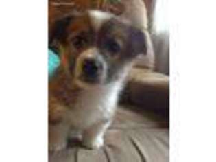 Pembroke Welsh Corgi Puppy for sale in Smithville, OK, USA
