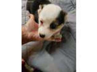 Pembroke Welsh Corgi Puppy for sale in Cabool, MO, USA