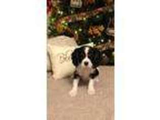 Cavalier King Charles Spaniel Puppy for sale in Jellico, TN, USA