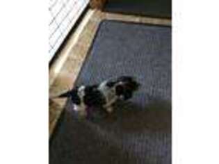 Medium Photo #1 Beagle Puppy For Sale in Villard, MN, USA