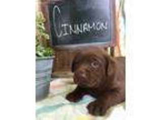Labrador Retriever Puppy for sale in Arcanum, OH, USA