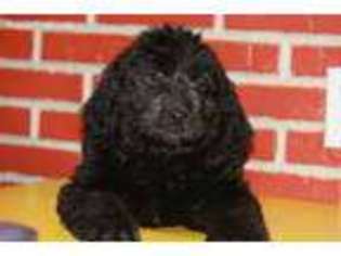 Newfoundland Puppy for sale in North Vernon, IN, USA