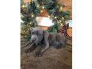 Cane Corso Puppy for sale in Denver, PA, USA