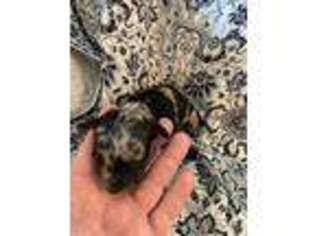 Poovanese Puppy for sale in Boaz, AL, USA