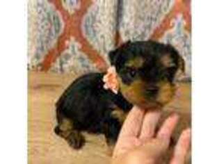 Yorkshire Terrier Puppy for sale in Seneca, SC, USA