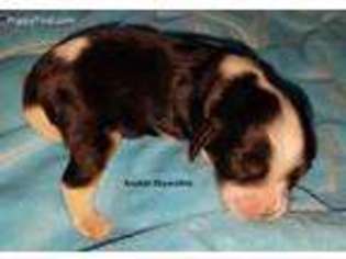Cavalier King Charles Spaniel Puppy for sale in Saugatuck, MI, USA