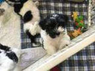 Havanese Puppy for sale in Sequim, WA, USA