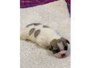 French Bulldog Puppy for sale in Tiskilwa, IL, USA