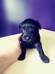 Mutt Puppy for sale in JERUSALEM, OH, USA