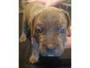 Mastiff Puppy for sale in Bastrop, TX, USA