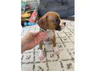 Boxer Puppy for sale in Mooresville, NC, USA