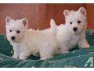 West Highland White Terrier Puppy for sale in BUFFALO JUNCTION, VA, USA