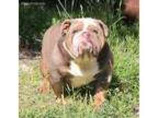 Bulldog Puppy for sale in Albany, OH, USA