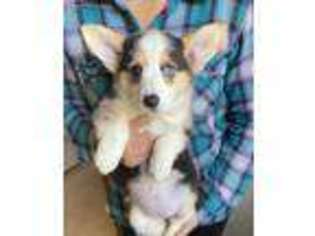 Pembroke Welsh Corgi Puppy for sale in Castalia, NC, USA