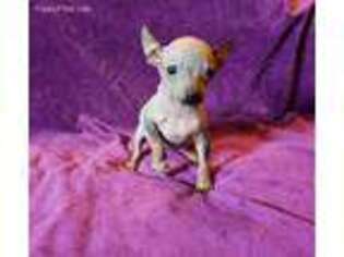 American Hairless Terrier Puppy for sale in Stover, MO, USA