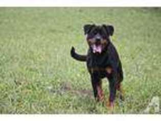 Rottweiler Puppy for sale in EAST HOMER, NY, USA