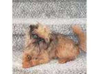 Brussels Griffon Puppy for sale in Surprise, AZ, USA