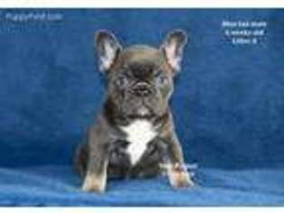 French Bulldog Puppy for sale in Harvard, IL, USA