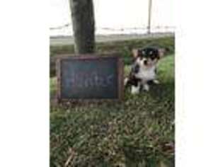 Pembroke Welsh Corgi Puppy for sale in Springfield, IL, USA
