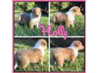 Collie Puppy for sale in Sheridan, AR, USA