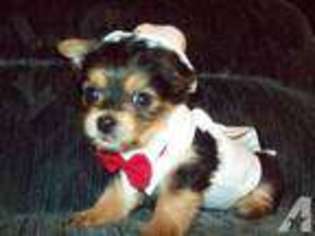 Yorkshire Terrier Puppy for sale in LE ROY, NY, USA