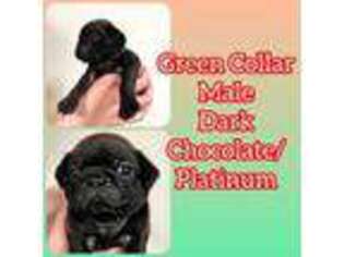 Pug Puppy for sale in Greeneville, TN, USA