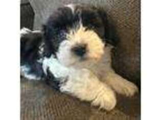 Havanese Puppy for sale in Terrebonne, OR, USA