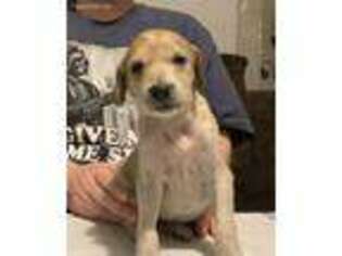 Saluki Puppy for sale in Shawnee, OK, USA