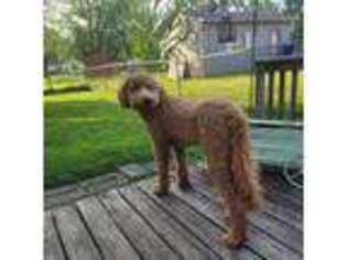 Goldendoodle Puppy for sale in Sellersburg, IN, USA