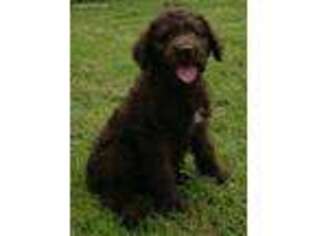 Labradoodle Puppy for sale in Dora, MO, USA