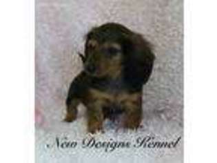 Dachshund Puppy for sale in Rockwell City, IA, USA