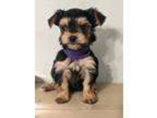 Yorkshire Terrier Puppy for sale in Spartanburg, SC, USA