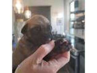 Mastiff Puppy for sale in Drumore, PA, USA