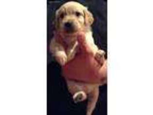 Golden Retriever Puppy for sale in Flint, MI, USA