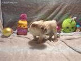 Bulldog Puppy for sale in Westland, MI, USA