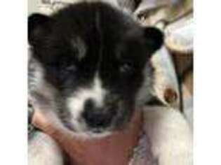 Siberian Husky Puppy for sale in Seymour, CT, USA