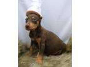 Doberman Pinscher Puppy for sale in Augusta, WI, USA