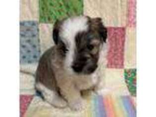 Havanese Puppy for sale in Neola, IA, USA
