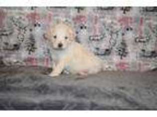 Labradoodle Puppy for sale in Batchtown, IL, USA